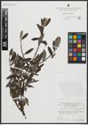 Foto von Salix appendiculata Vill. x Salix hegetschweileri Heer